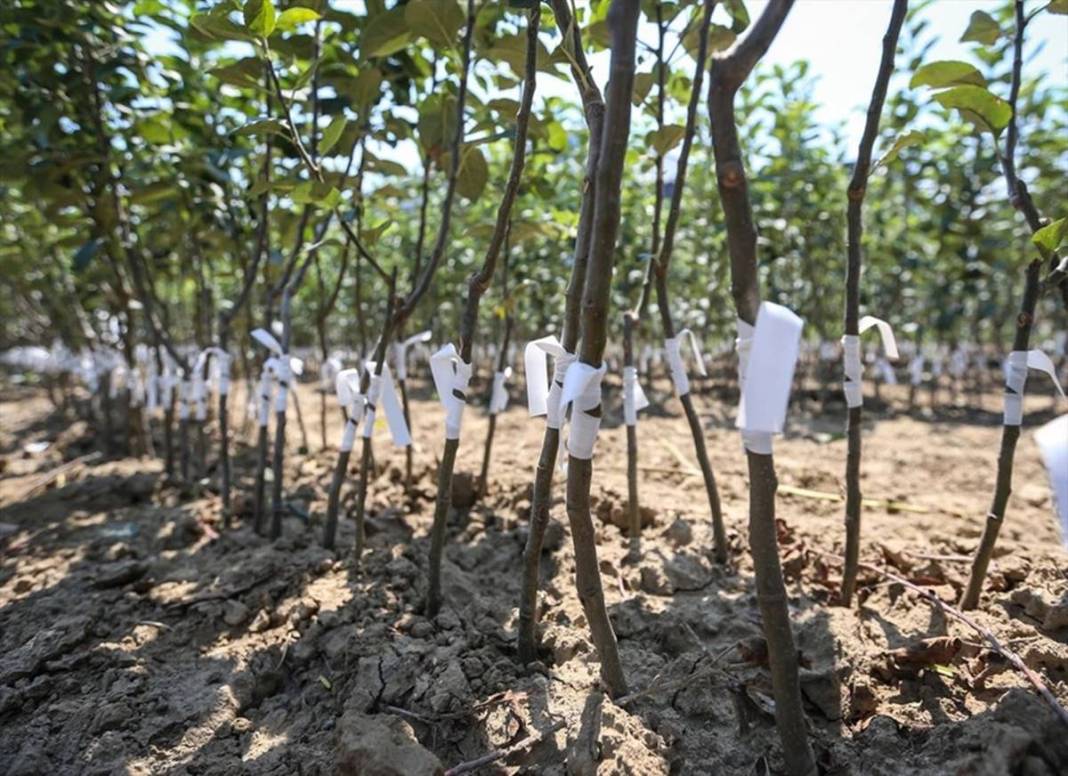 Yılda bir milyon meyve fidanı üretip ihraç ediyorlar: Elektrik bedava! Öyle bir sistem kurmuşlar ki paraya para demiyorlar 17
